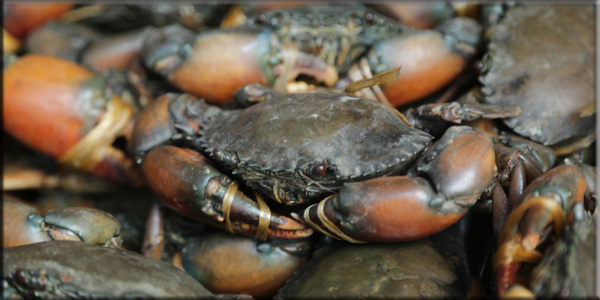 Crab fattening
