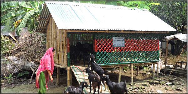 Goat Rearing in Bamboo slated house