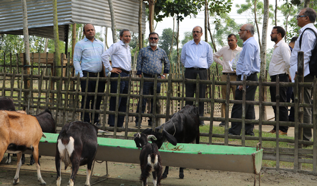 Visit-Black-bengal-goat-breeding-farm-of-SHARP-at-Nilphamary