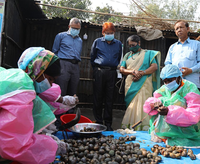 PKSF members processing snail meat for marketing in Parbatipur, Dinajpur.