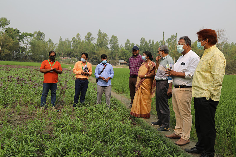 PKSF officials inspecting a commercial vegetable farm in Jatrapur of Kurigram.