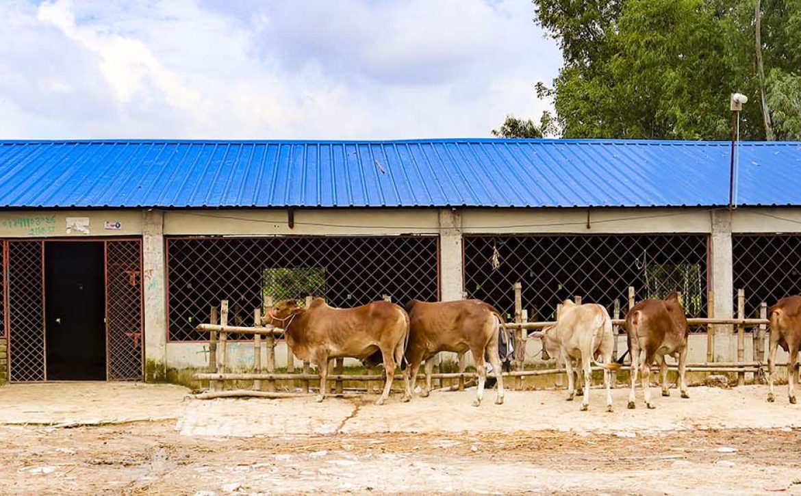 cattle-hotel