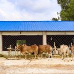 Cattle hotel in Sirajganj makes a mark