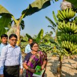 <strong>G-9 banana farmers gain more profit with less investment</strong>